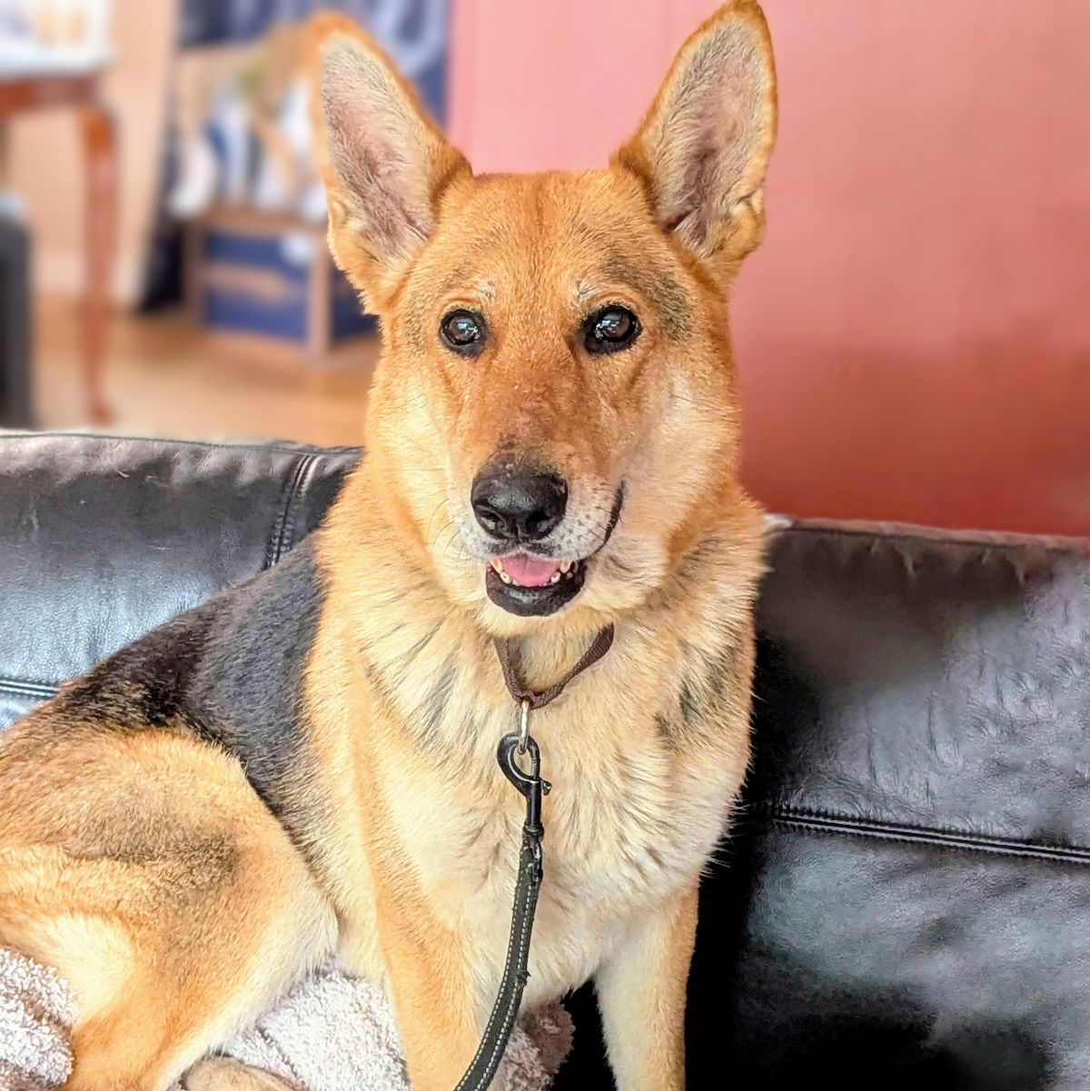 Gracie