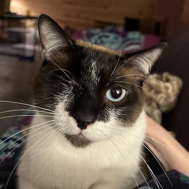 Jodhpurr