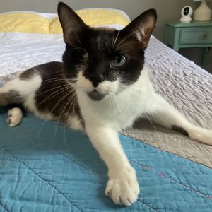 Jodhpurr, Adult Male Domestic Short Hair