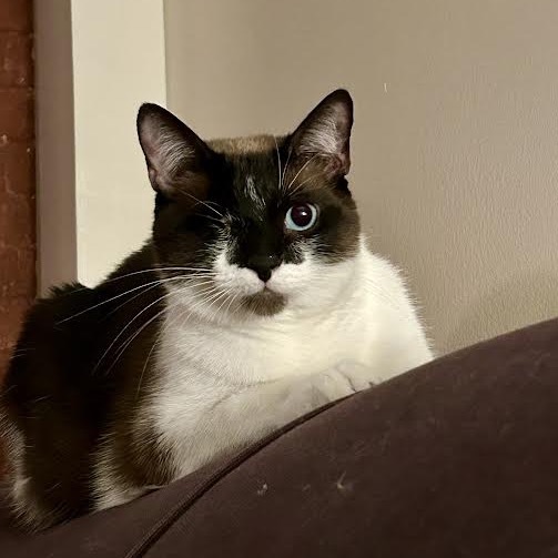 Jodhpurr