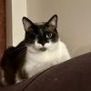 Jodhpurr photo 3