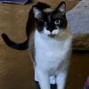 Jodhpurr photo 4