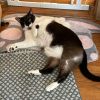 Jodhpurr photo 5