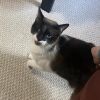 Jodhpurr photo 6