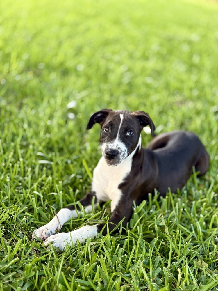 Vici, an adoptable Terrier in Halifax, NS, B3J 3A5 | Photo Image 2