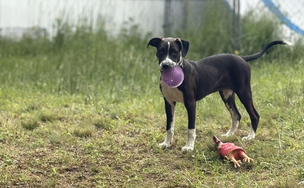 Vici, an adoptable Terrier in Halifax, NS, B3J 3A5 | Photo Image 2