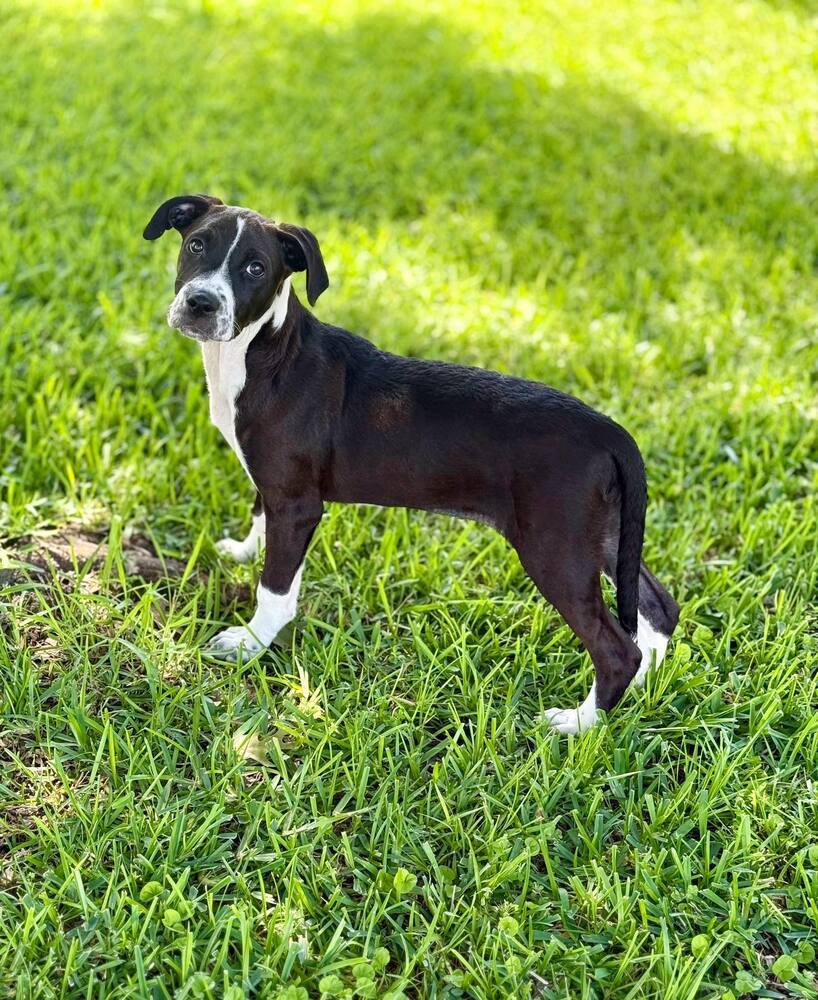 Vici, an adoptable Terrier in Halifax, NS, B3J 3A5 | Photo Image 3