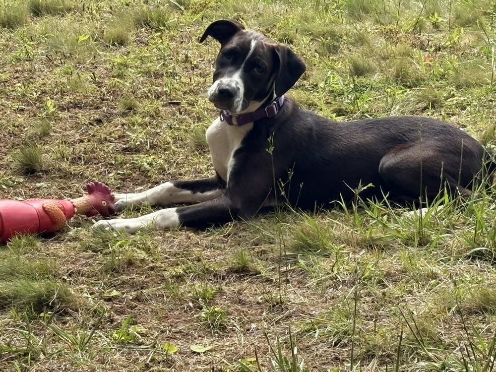 Vici, an adoptable Terrier in Halifax, NS, B3J 3A5 | Photo Image 3
