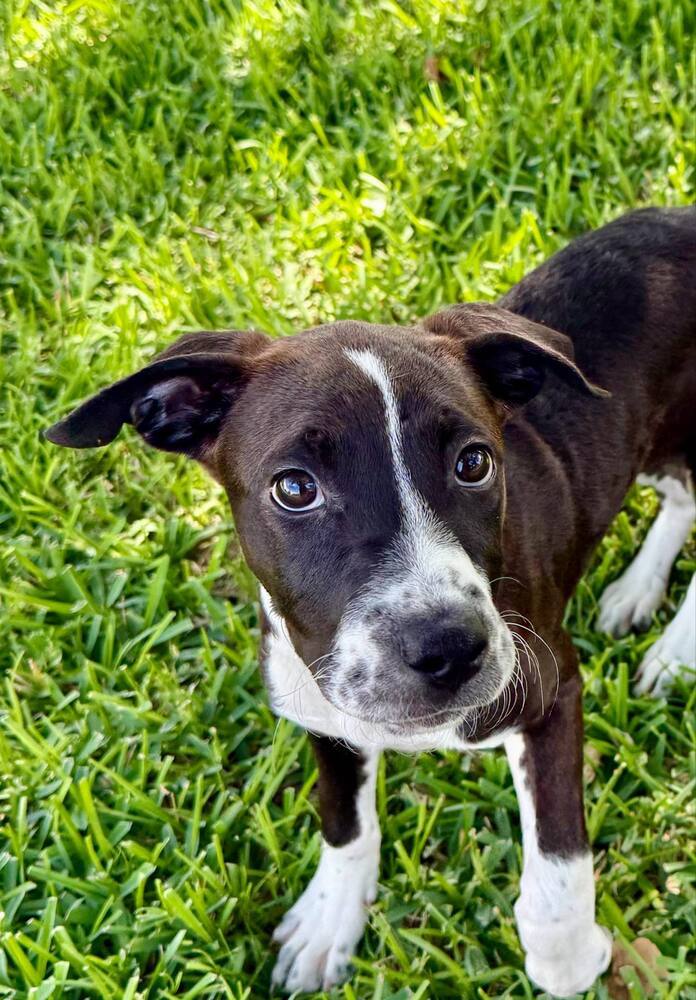 Vici, an adoptable Terrier in Halifax, NS, B3J 3A5 | Photo Image 5
