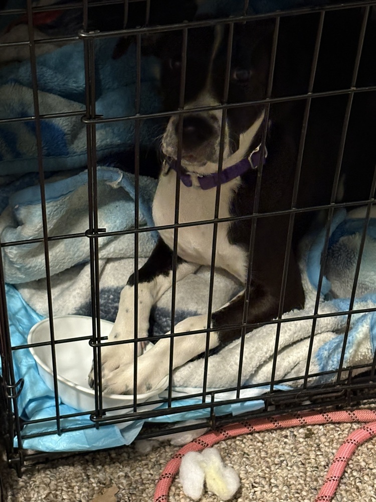 Vici, an adoptable Terrier in Halifax, NS, B3J 3A5 | Photo Image 6