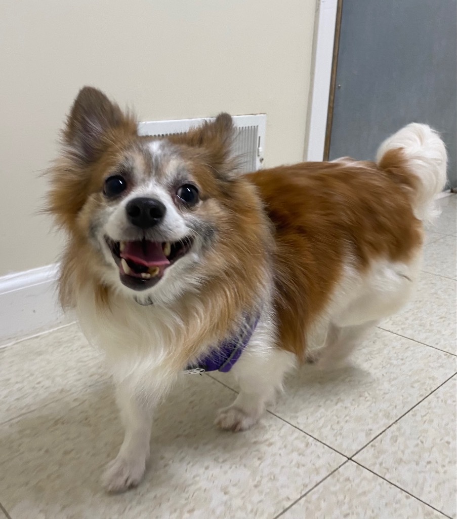 Gooseberry, an adoptable Papillon, Mixed Breed in Fall River, MA, 02724 | Photo Image 1
