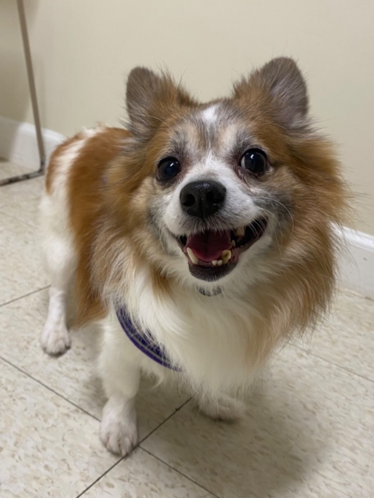 Gooseberry, an adoptable Papillon, Mixed Breed in Fall River, MA, 02724 | Photo Image 2