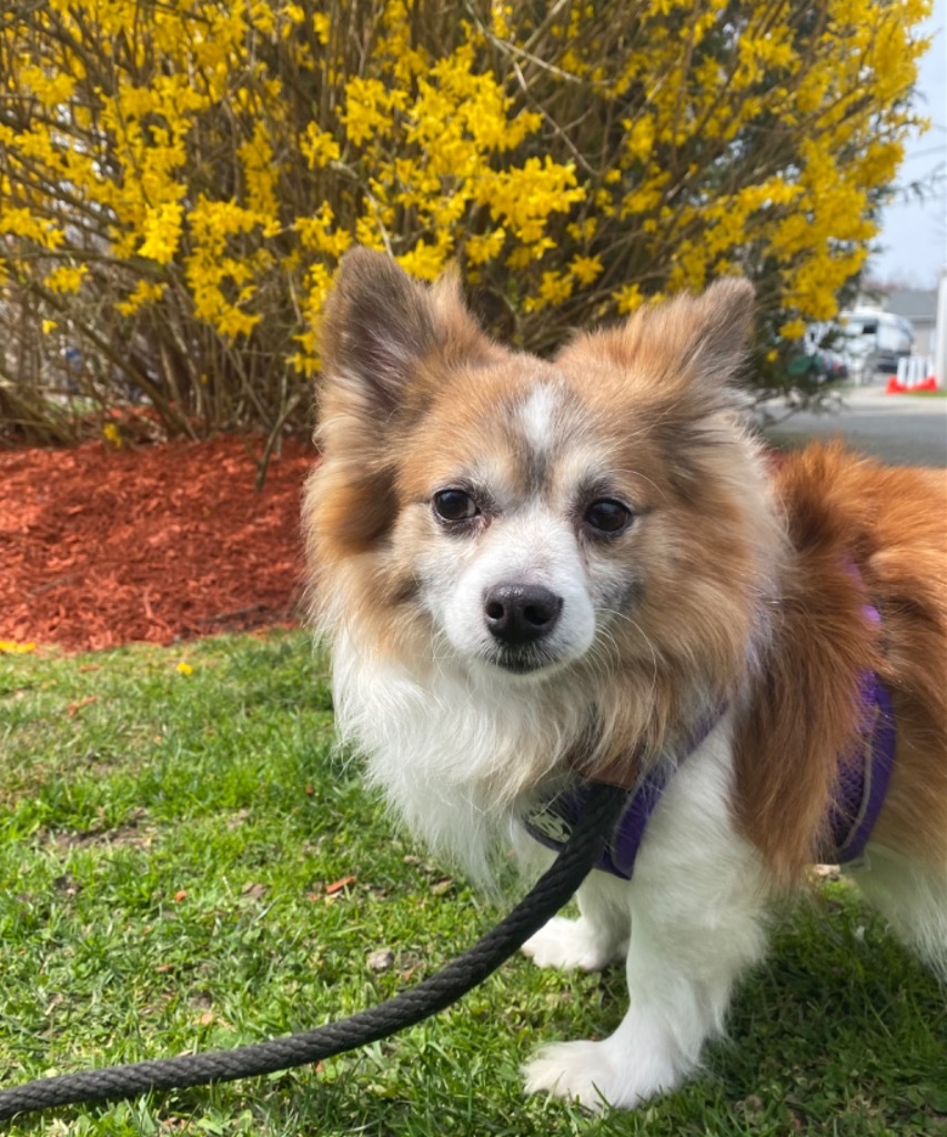 Gooseberry, an adoptable Papillon, Mixed Breed in Fall River, MA, 02724 | Photo Image 3