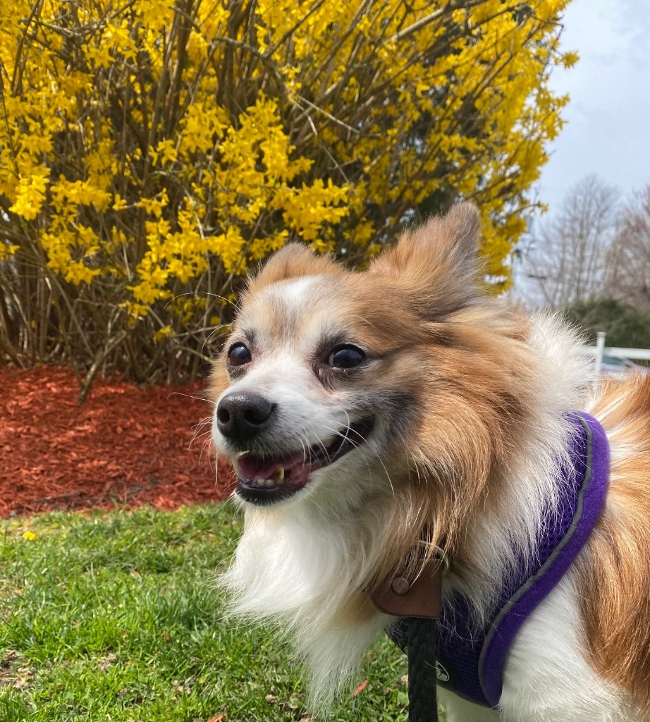 Gooseberry, an adoptable Papillon, Mixed Breed in Fall River, MA, 02724 | Photo Image 4