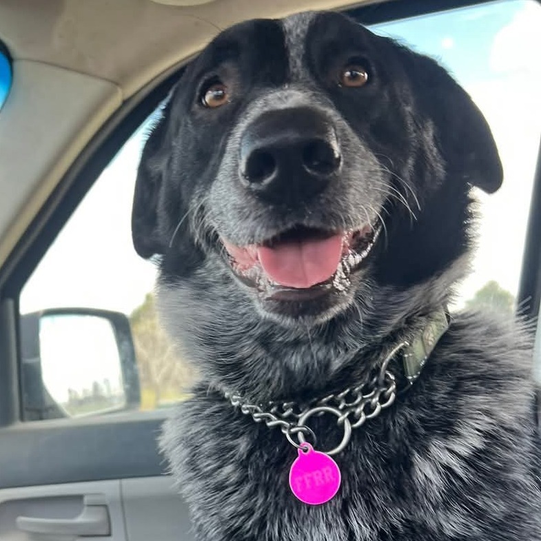 Kung Fu Panda, an adoptable Mixed Breed in Bismarck, ND, 58507 | Photo Image 1