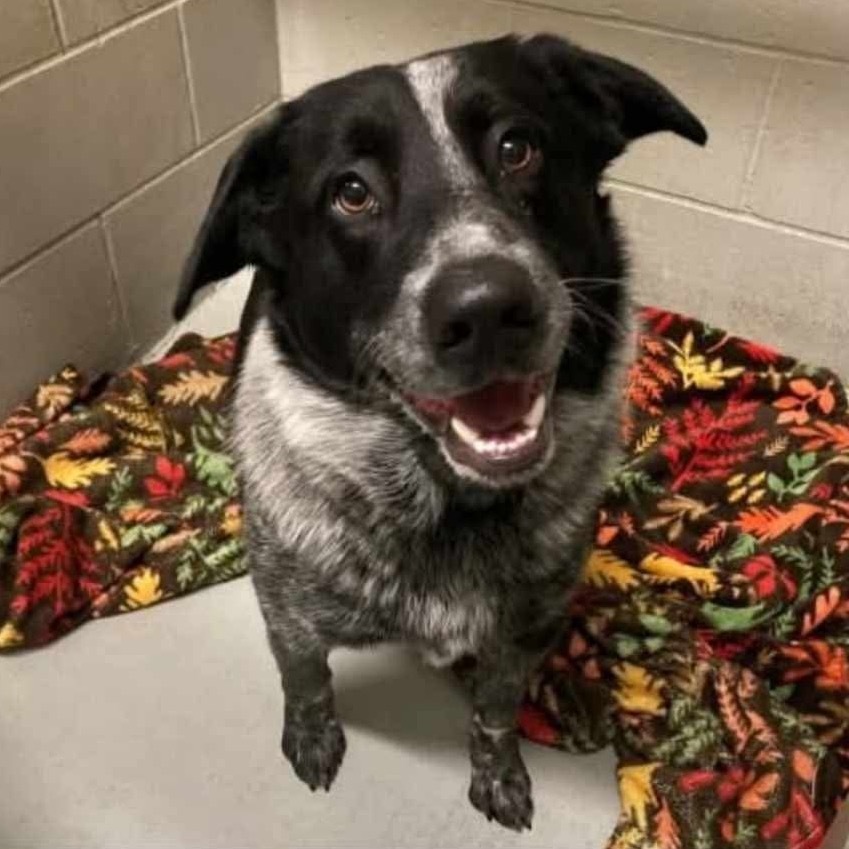 Kung Fu Panda, an adoptable Mixed Breed in Bismarck, ND, 58507 | Photo Image 2