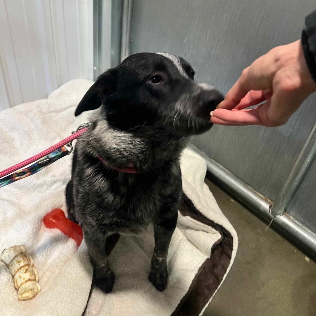 Kung Fu Panda, an adoptable Mixed Breed in Bismarck, ND, 58507 | Photo Image 3