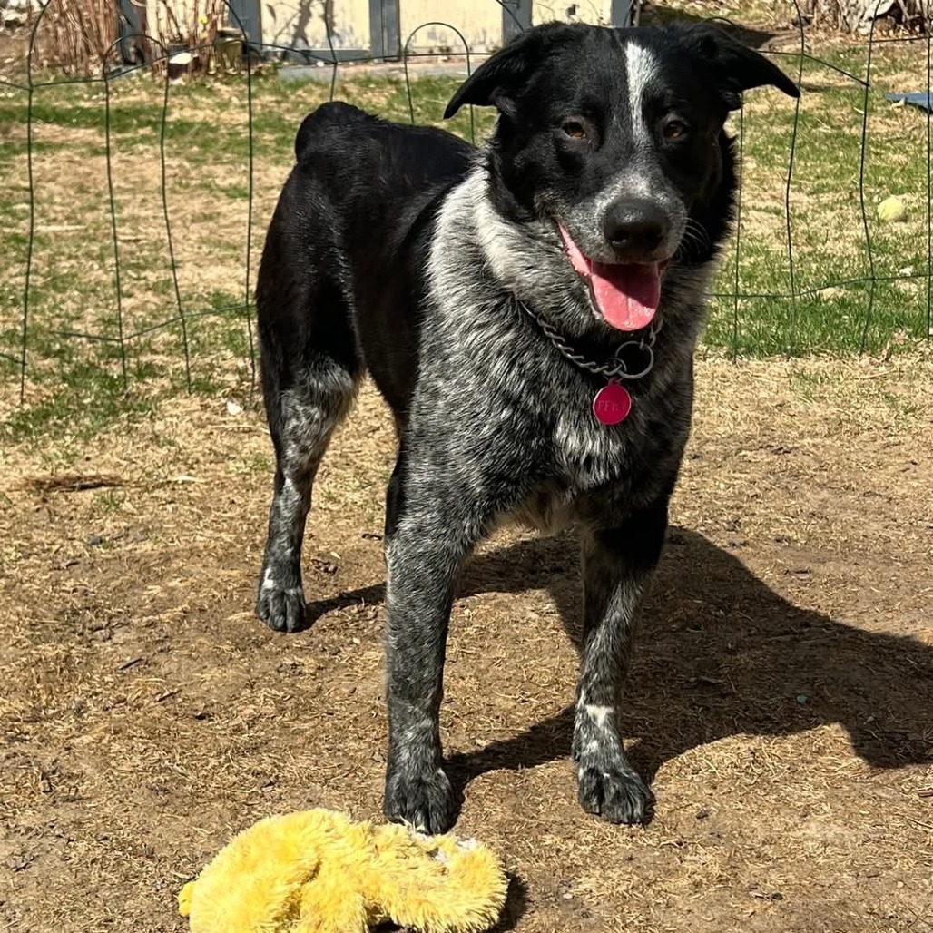 Kung Fu Panda, an adoptable Mixed Breed in Bismarck, ND, 58507 | Photo Image 4