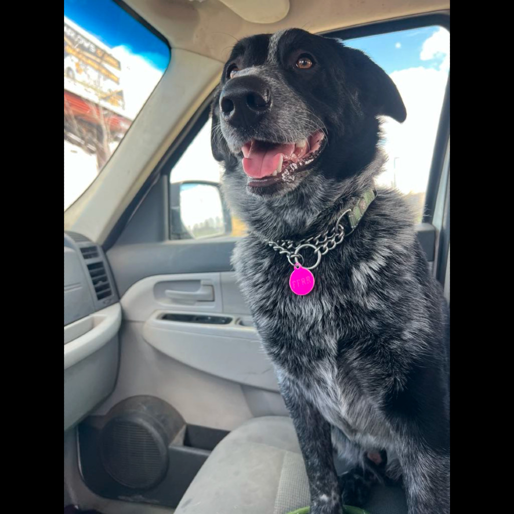 Kung Fu Panda, an adoptable Mixed Breed in Bismarck, ND, 58507 | Photo Image 5