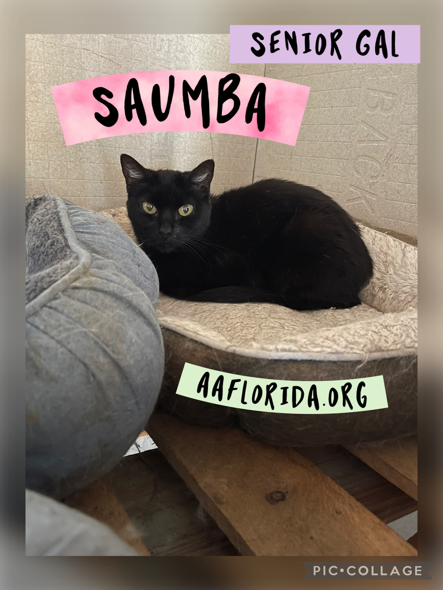 Saumba *Cyd