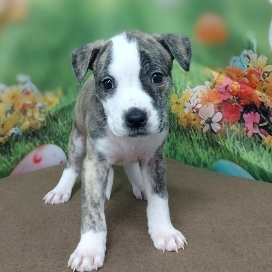 NY Aila (Foster in Mahopac)