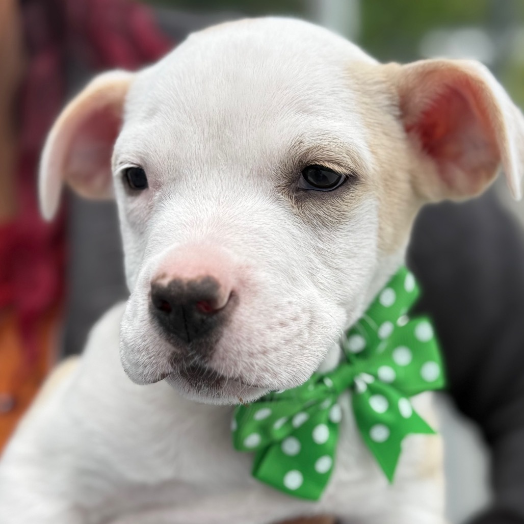 NY Aiden (Foster in Mahopac)