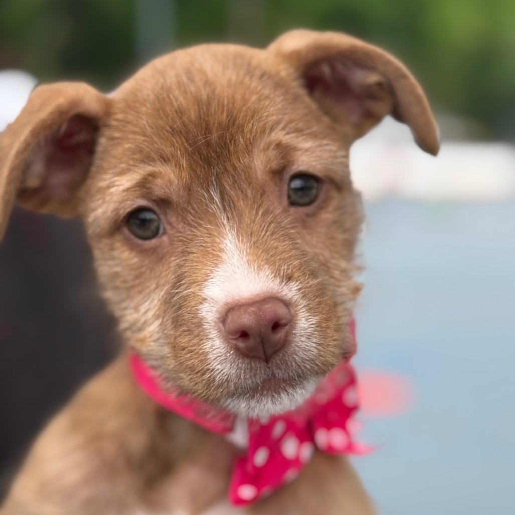 NY Avery (Foster in Mahopac)