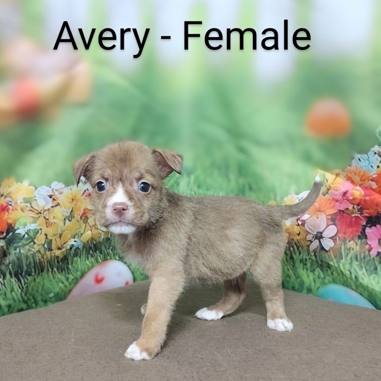 NY Avery (Foster in Mahopac)