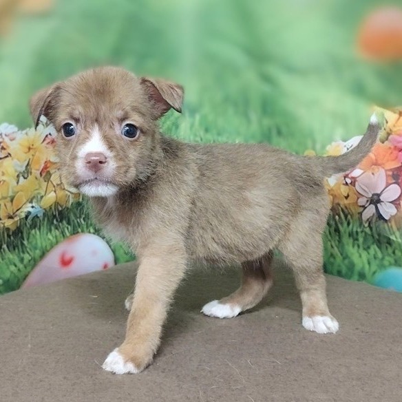 NY Avery (Foster in Yorktown)