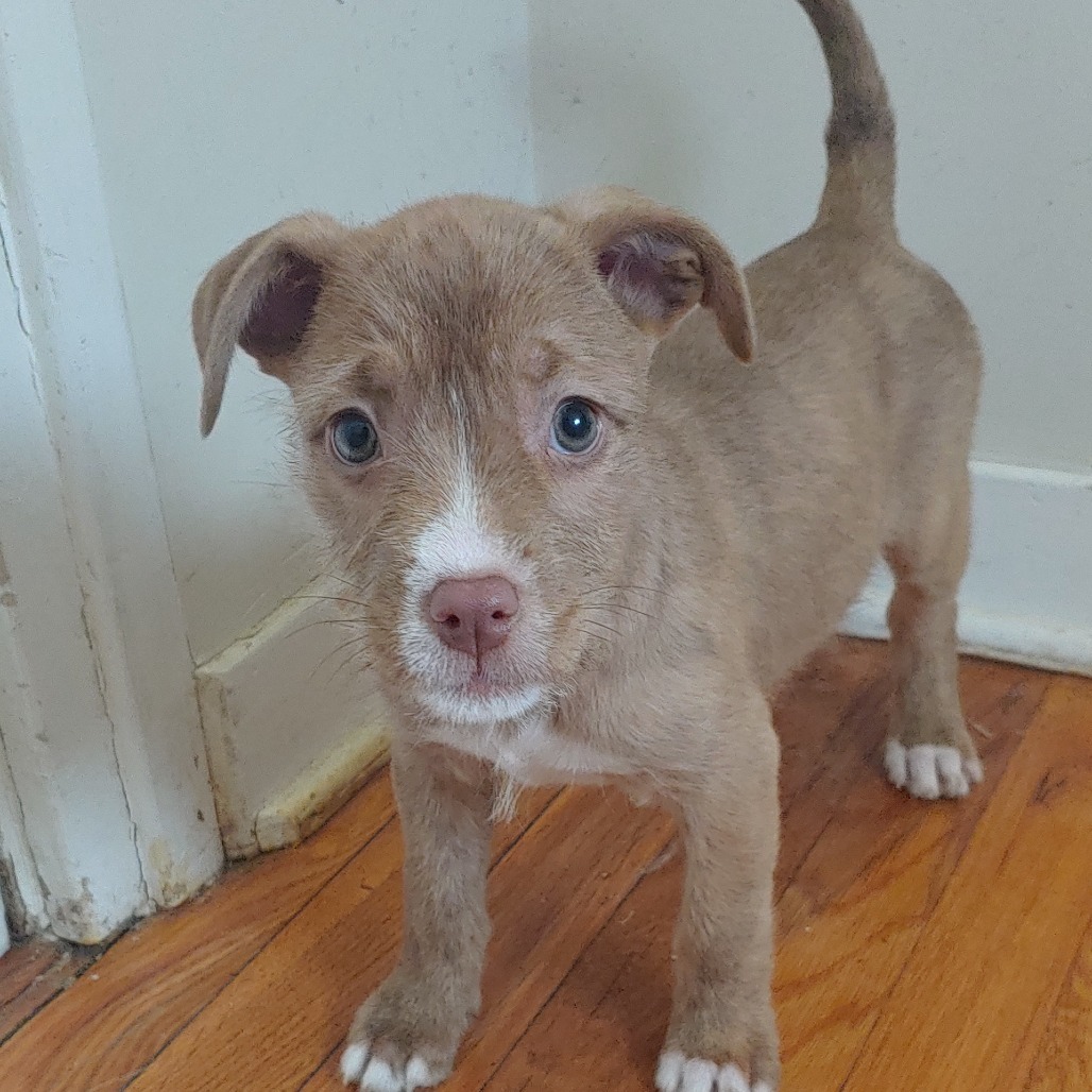 NY Avery (Foster in Yorktown)