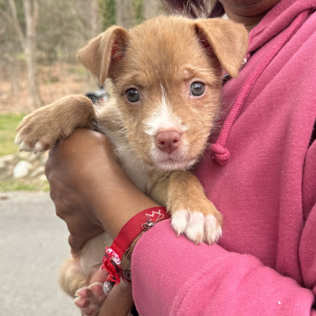 NY Avery (Foster in Yorktown)