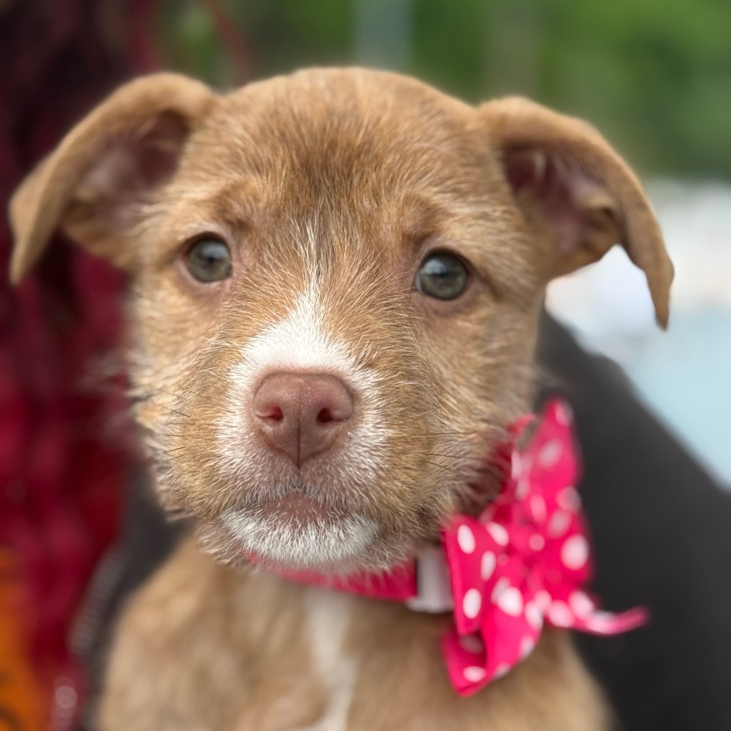 NY Avery (Foster in Yorktown)