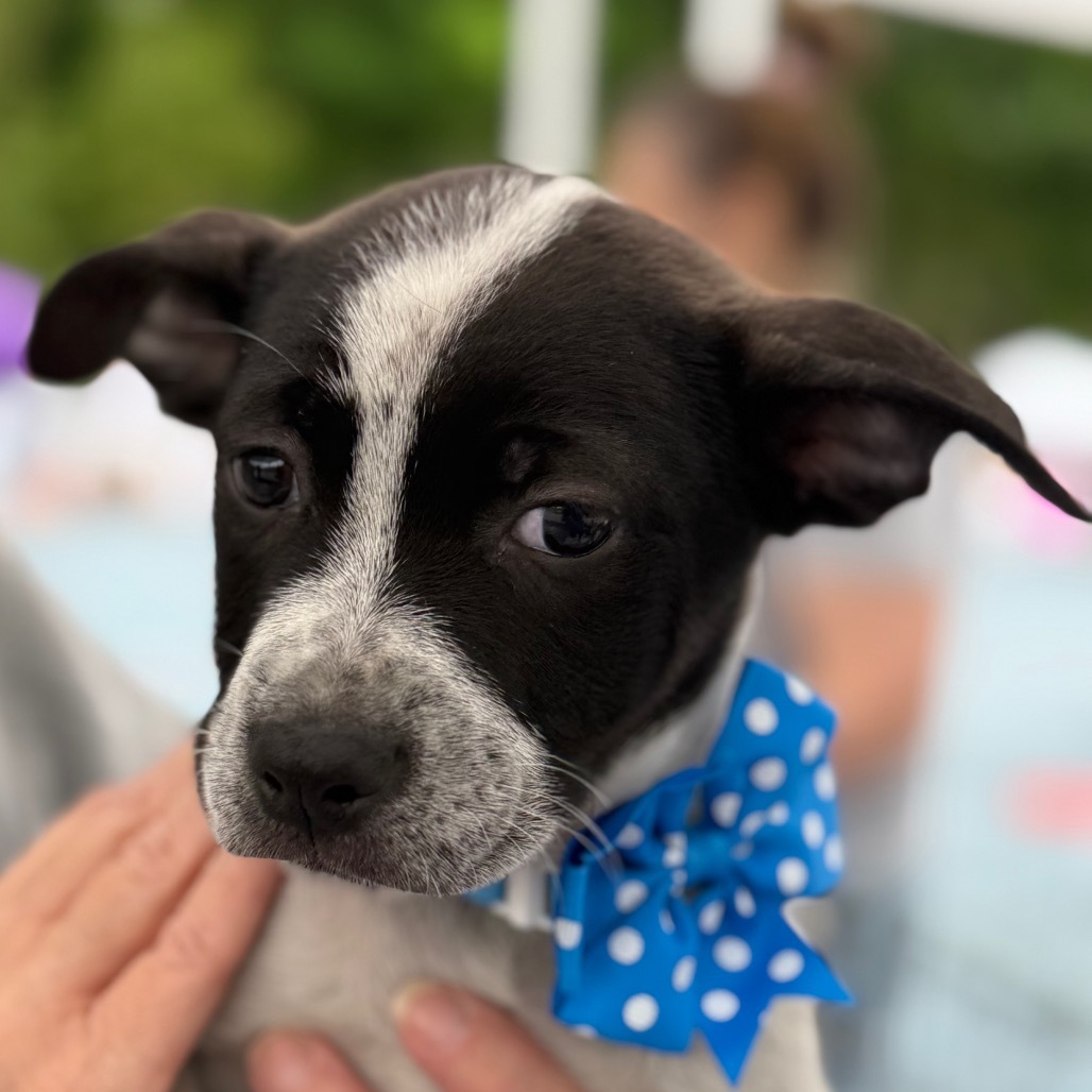 NY Max (Foster in Carmel)
