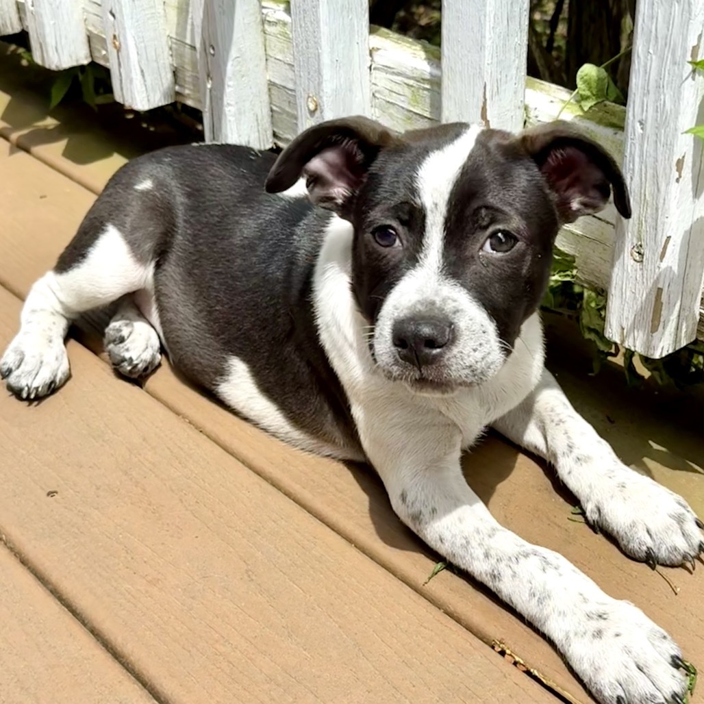NY Max (Foster in Carmel)
