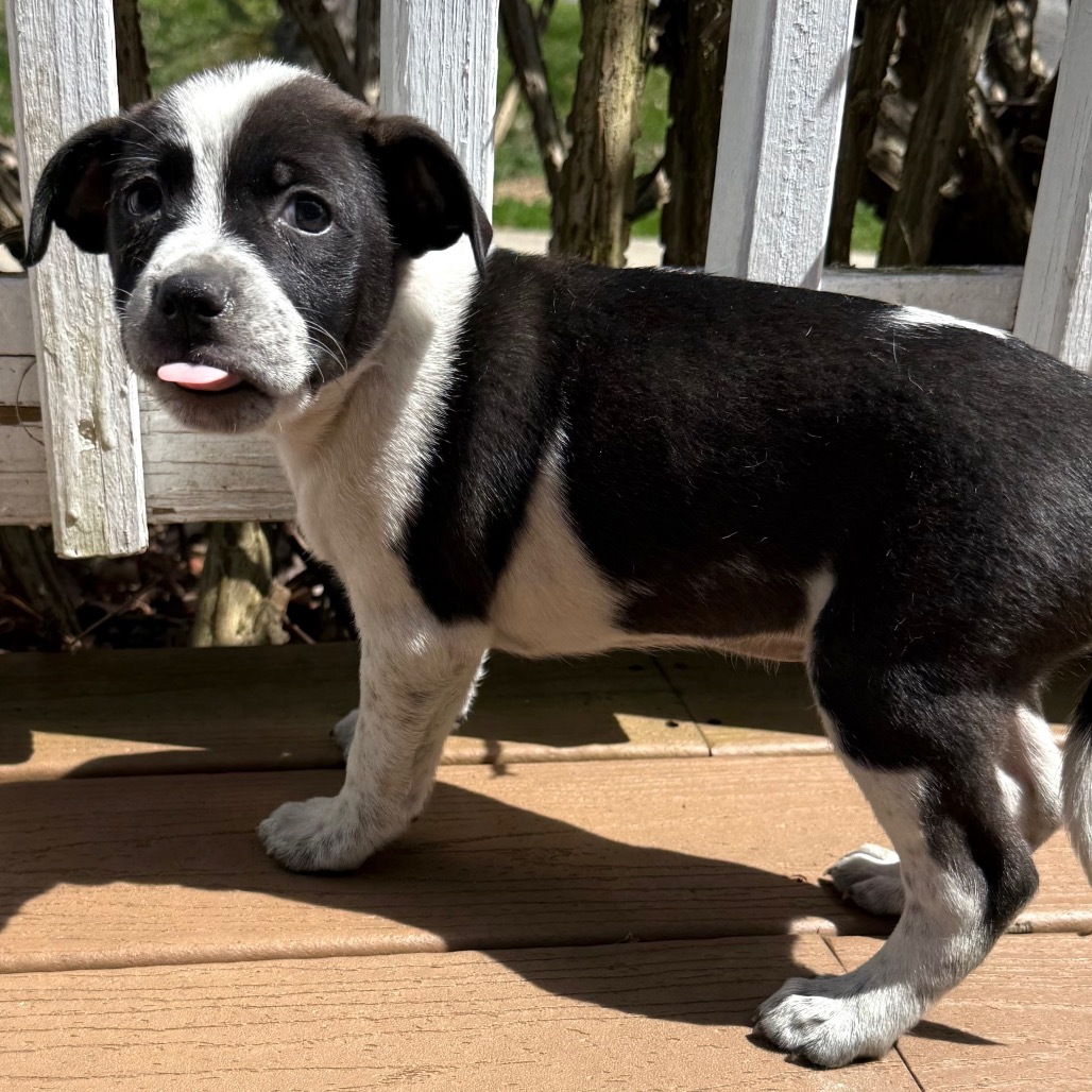 NY Max (Foster in Carmel)