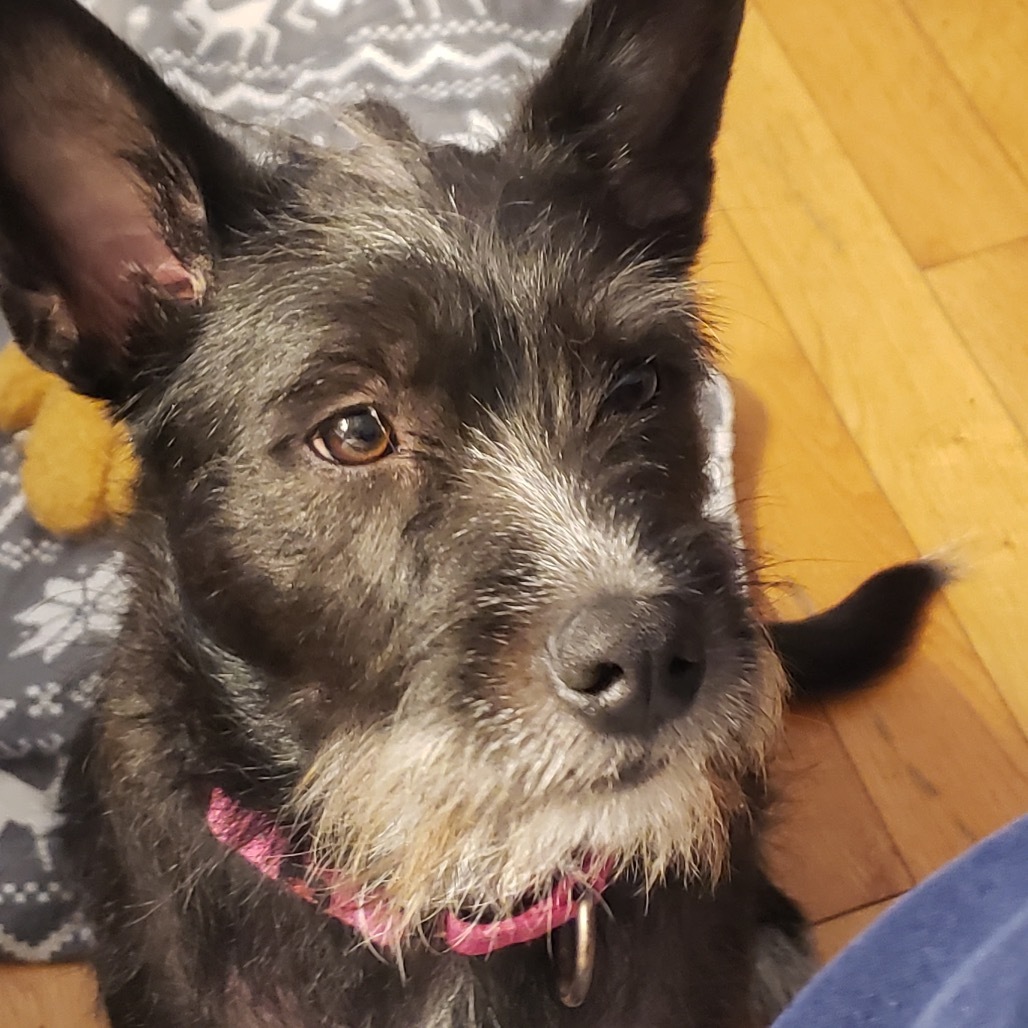 NY Maggie (foster in Pawling)
