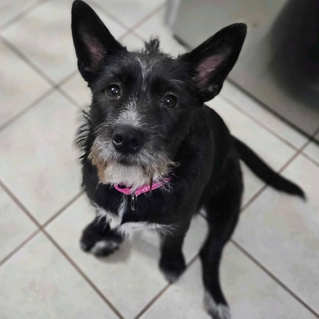 NY Maggie (foster in Pawling)