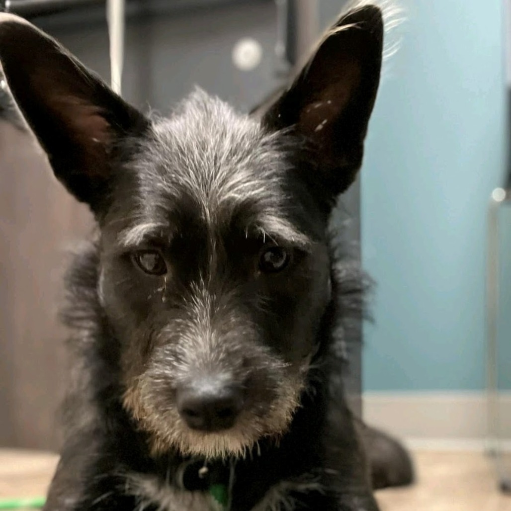 NY Maggie (foster in Pawling)