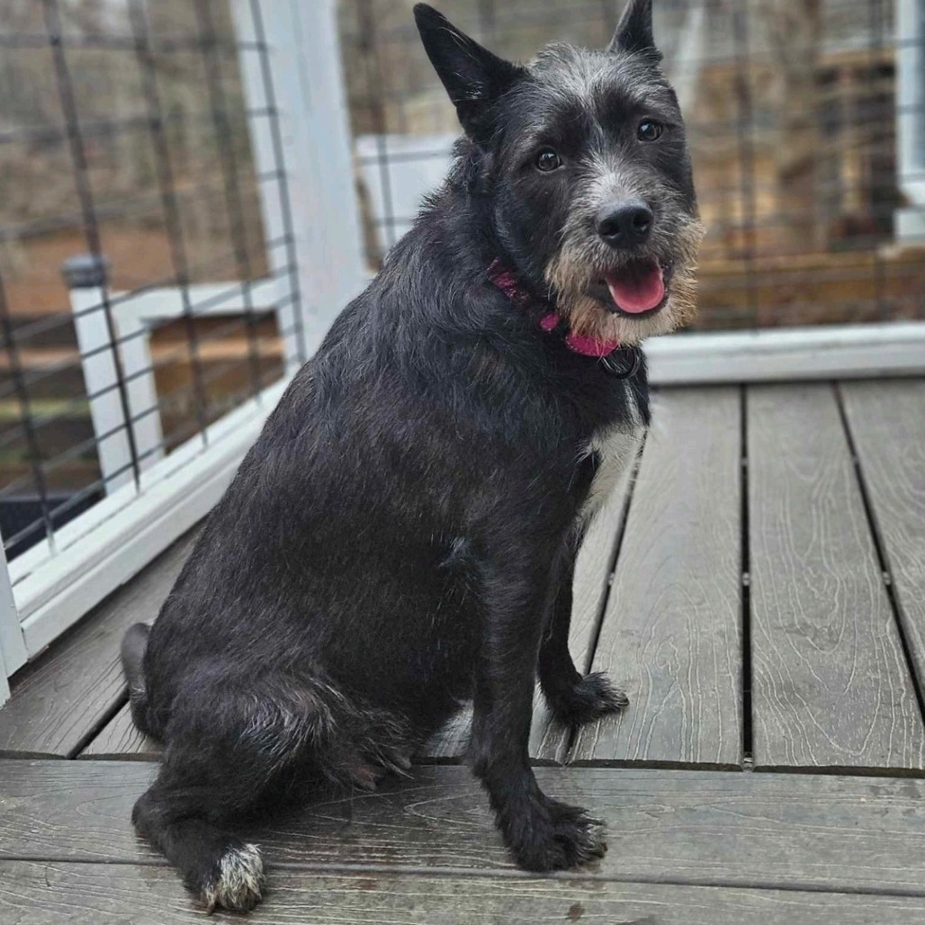NY Maggie (foster in Pawling)
