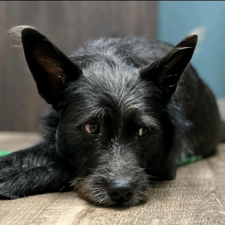 NY Maggie (foster in Pawling)