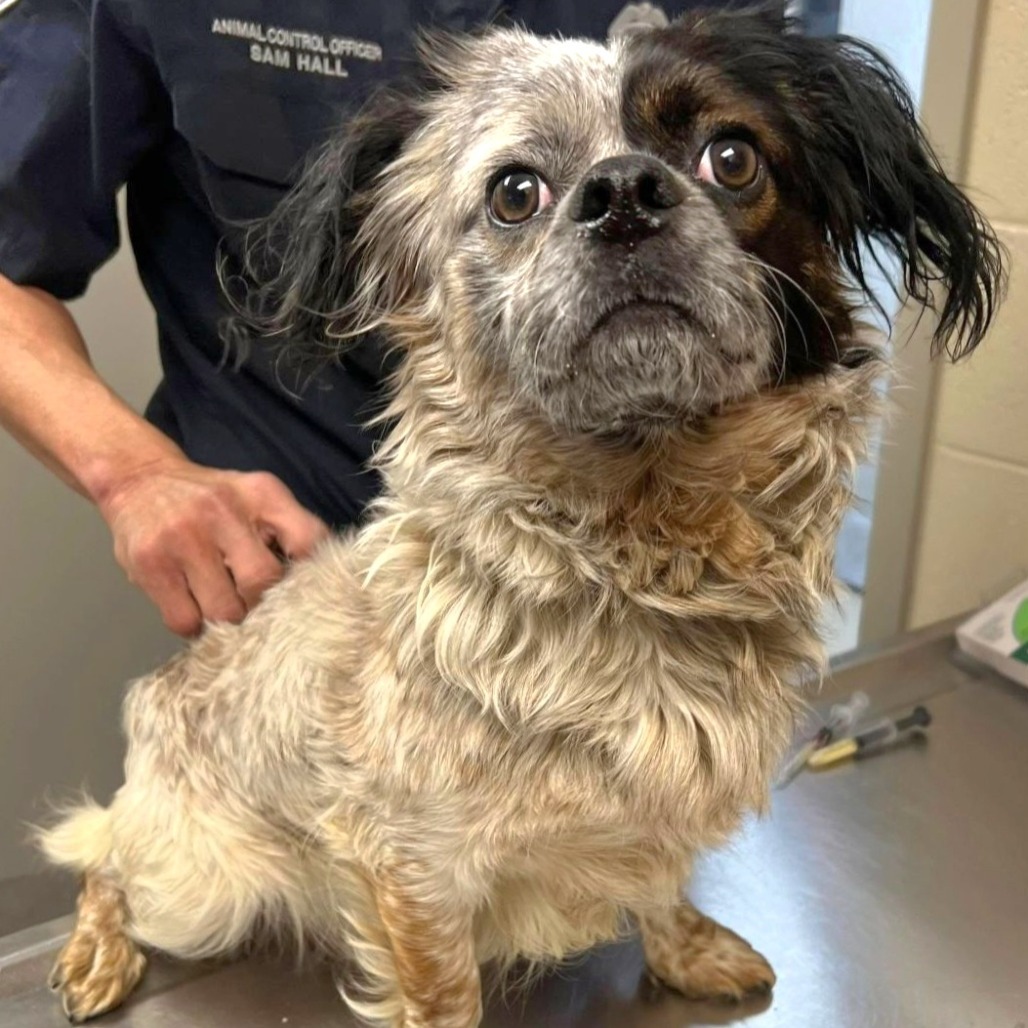 CT Forrest avail May 3 (Cropley's Garden Ctr- Bolton, CT)