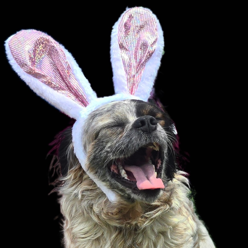 CT Forrest avail May 3 (Cropley's Garden Ctr- Bolton, CT)