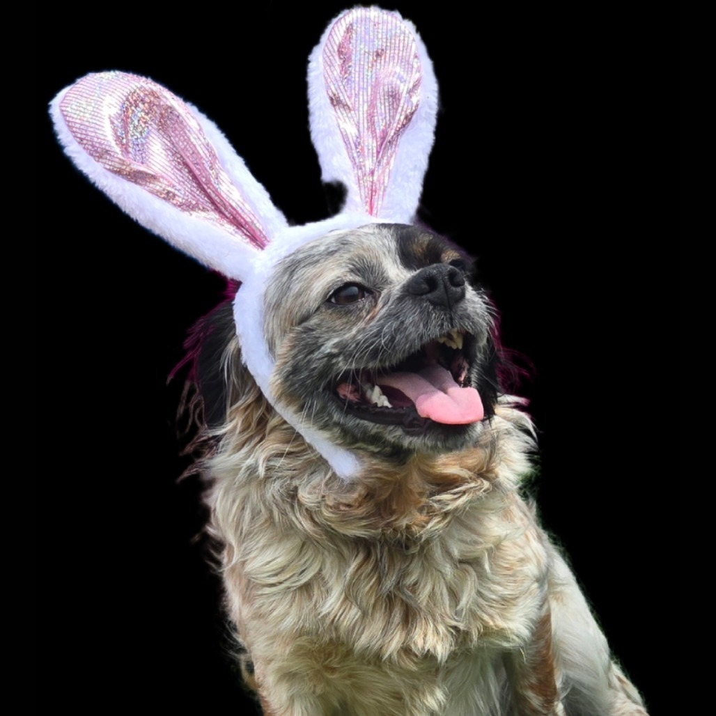 CT Forrest avail May 3 (Cropley's Garden Ctr- Bolton, CT)