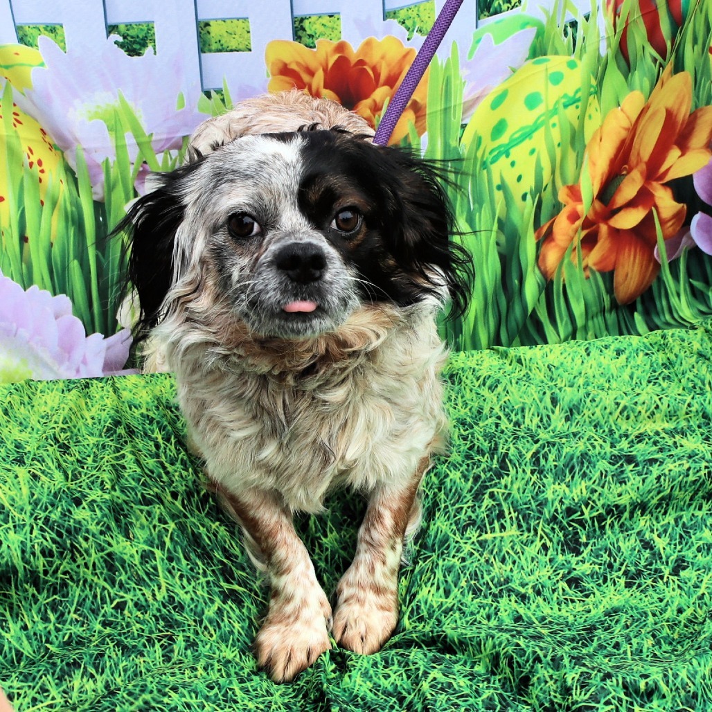 CT Forrest avail May 3 (Cropley's Garden Ctr- Bolton, CT)