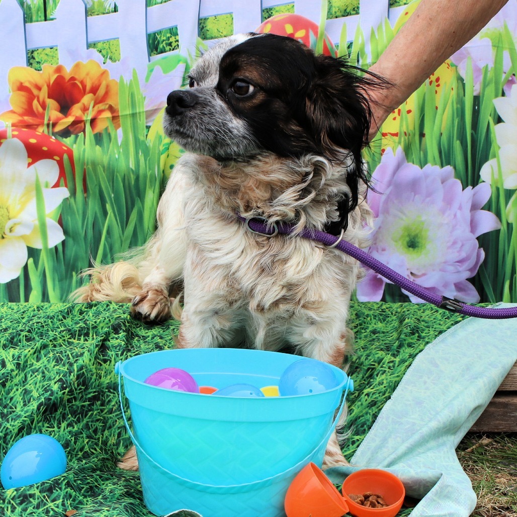 CT Forrest avail May 3 (Cropley's Garden Ctr- Bolton, CT)