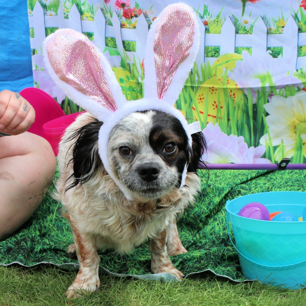 CT Forrest avail May 3 (Cropley's Garden Ctr- Bolton, CT)