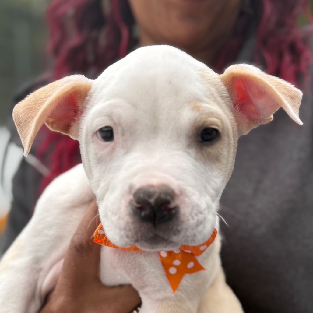 NY Ares (Foster in Mahopac)