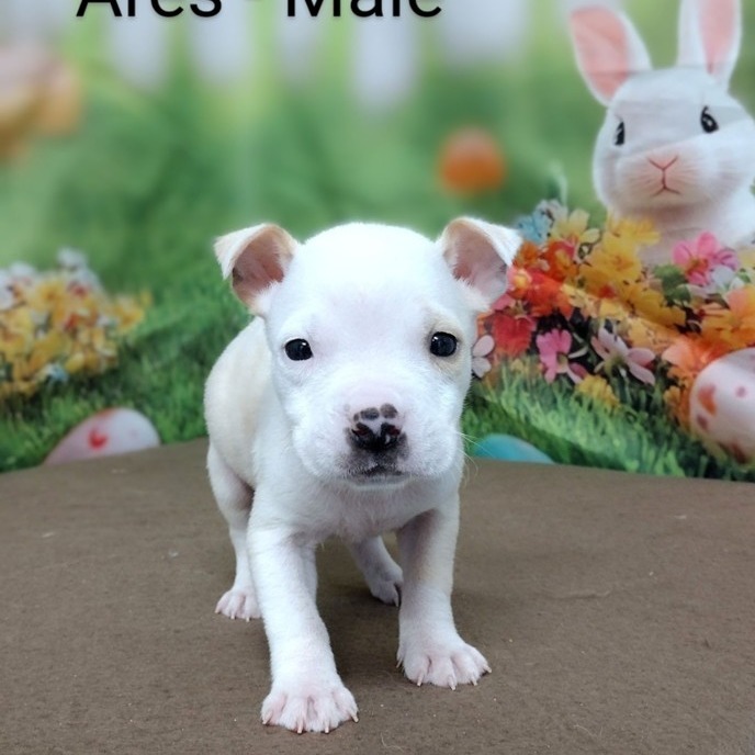 NY Ares (Foster in Mahopac)