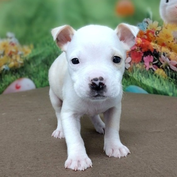 NY Ares (Foster in Yorktown)