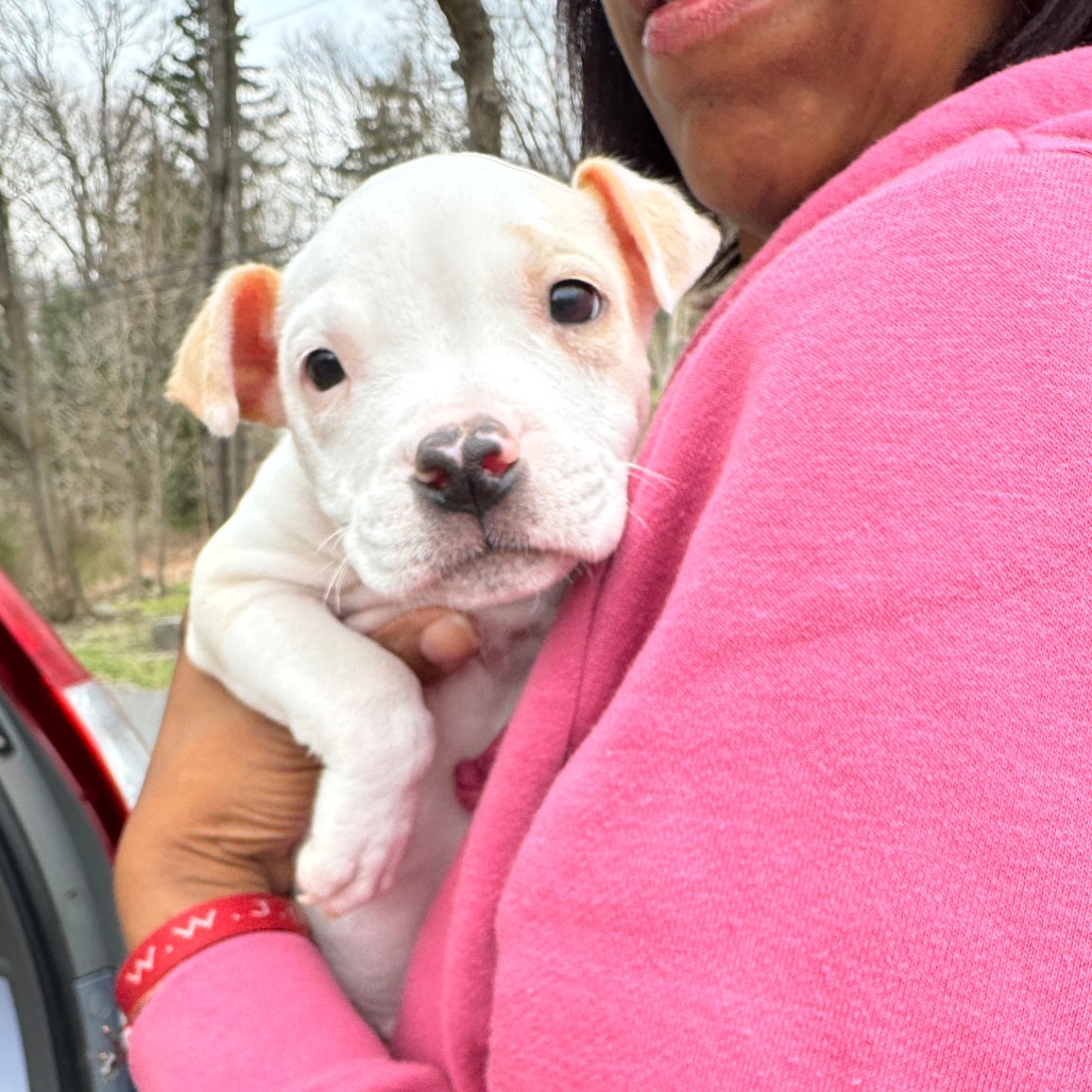 NY Ares (Foster in Yorktown)
